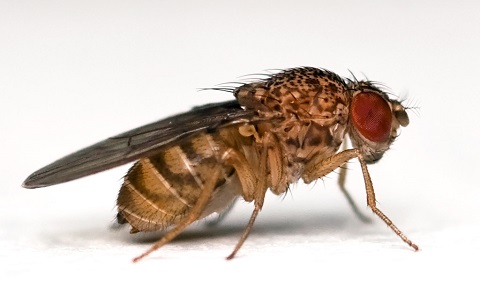 Plagas de moscas Drosophila en la industria alimentaria, causas y consecuencias